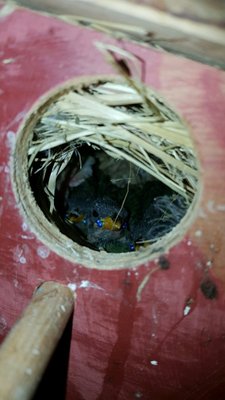parrot finch.jpg