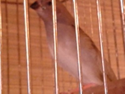 FLEDGLING