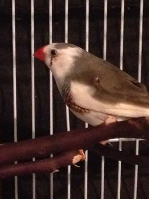bird3.jpg