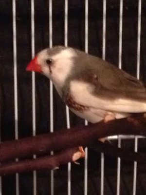 bird4.jpg