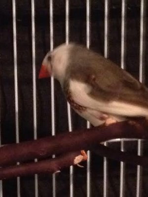 bird5.jpg