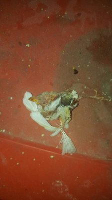 White baby bird.jpg