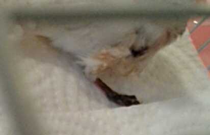 Lower leg,  and injured foot