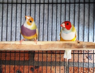 Pair 3 - Yellows Red/Orange Head