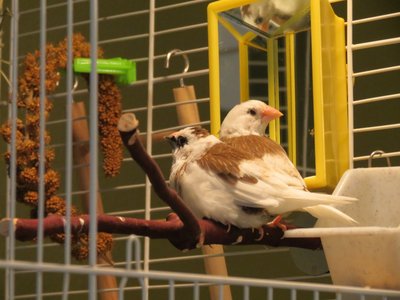 birds 008.JPG