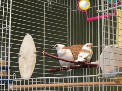 birds 001.JPG