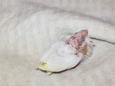tiny tim 016.jpg