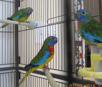 9-23 & 8-4 & 9-23 - 2015 hatch.JPG