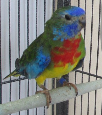 hatched 9-23-15 SCP.JPG