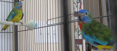 hatched 9-23-15.JPG