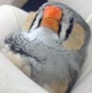 female zebra finch with male pattern