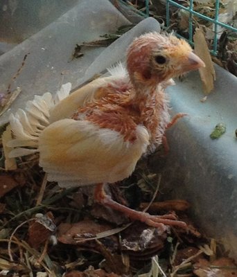 Canary fledge.JPG