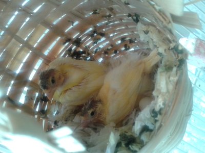 CHICKS ALMOST  READY TO FLEDGE