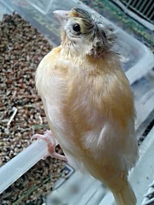 CHICK NEWLY FLEDGED