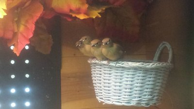 4 new Strawberries