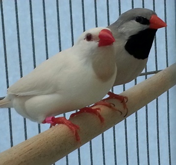 2-20 gray shaft tail.jpg