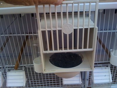 Canary nest 1.JPG