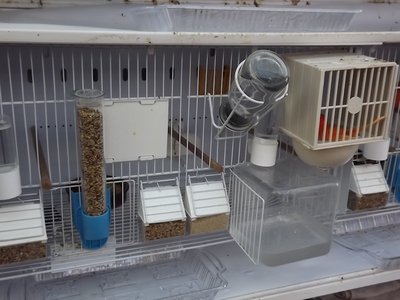 Selective Breeding cage 3.JPG