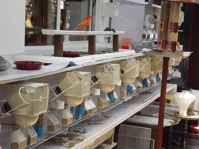Bird Room 4.JPG