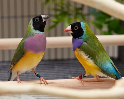 Our new Gouldians.jpg