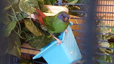 This is a blue faced parrot finch...I actually have a pair but couldn't get them in the same picture together!