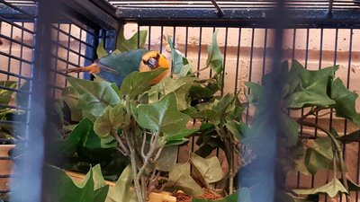 Here's my male sea green.