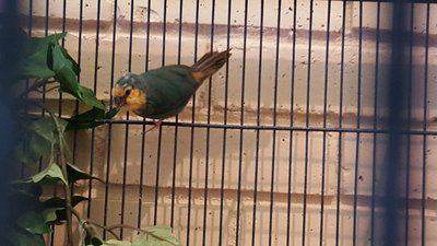 This sea green is a female and she's a little pied on top of her head.