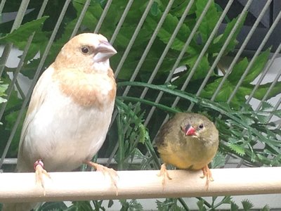 I can't believe the difference in size between a society and the gold breast.