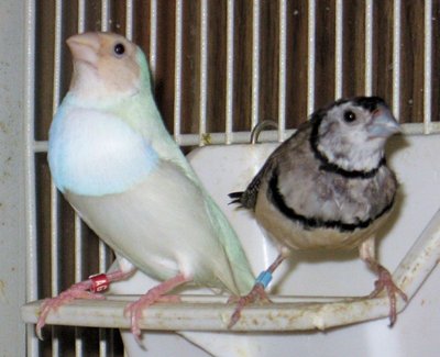 SilverGould&Owl.jpg