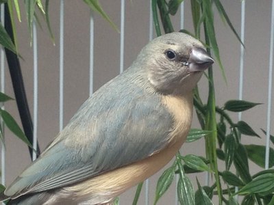 Newly fledged.
