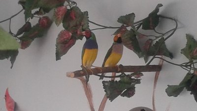 Ren to the right again singing away (they are molting so they don't look thier best!)