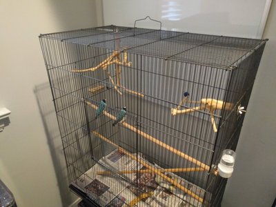 Whole cage