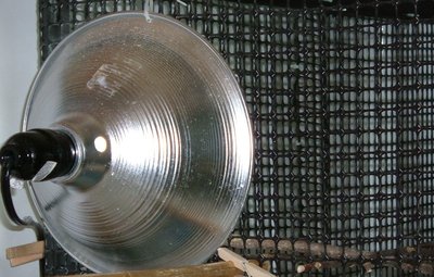 2016 3-14 bird cage light cropped.jpg