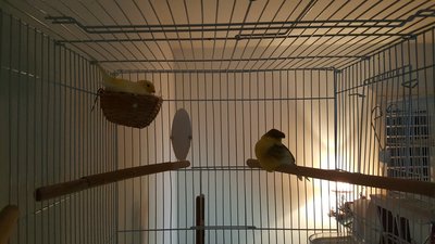 This is TooPay and his Hen (no name yet)..... No success as of yet but get along good, has yet to produce an egg. TooPay has a beautiful song, but only sings when he is alone and cant see other canaries.