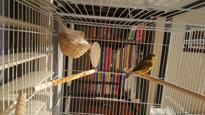 This is Zorro and Blanca, They are at Clutch #2. 1st clutch no fertile eggs.