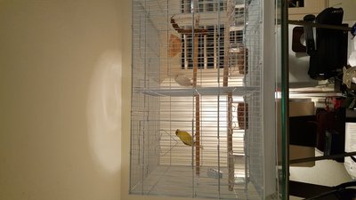 This is Donald Trump and Ms Whitey. They are on 2nd clutch. 1st clutch produced 1 egg baby hatched but didn't make it past 1st night :( This is an old pic they are no longer separated, didn't want to disturb them.