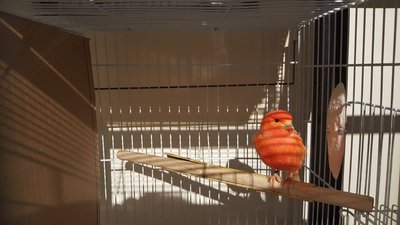 This is Stud, he is suppose to be male. I have yet to hear him sing. The store insisted its a male. When all 3 were in the same cage, they would all fight amongst each other. His Hoo Hoo also looks like its male. But I'm still new and experienced. Could be wrong. I also think that if Stud is a male, he may be to young even though his band says 2014.