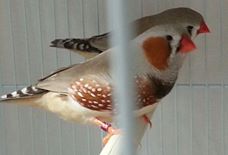 fawn english pair.jpg