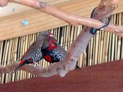 Painted finch pair