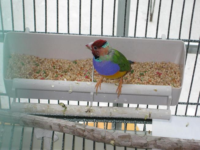 birds 048v3.JPG