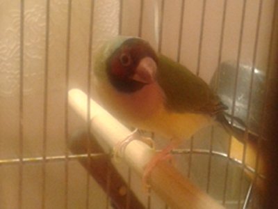 Gouldian female in non-breeding mode.