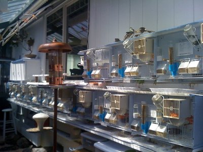 3. Selective Breeding Cages from Italy.jpg