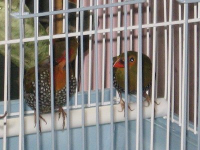 My Birds 038.jpg