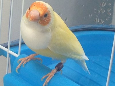 Getting to the end of her molt.
