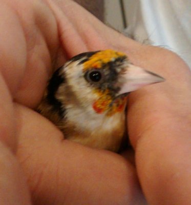 Bird #1