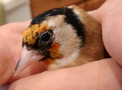 Bird #2