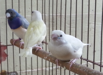 Here is the male with a chick -