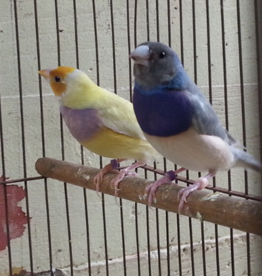 Male with the hen.