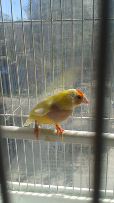Yellow Boy 2.jpg