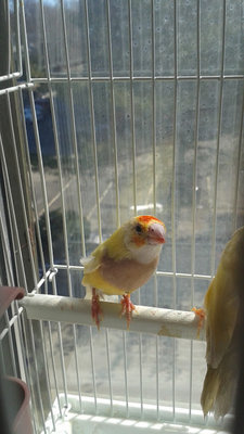 Yellow Boy 3.jpg